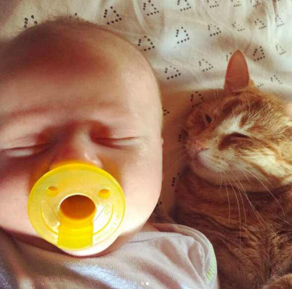 cat protects baby while he has a fever 