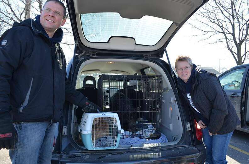 Pig and cat friends being transported to their new home