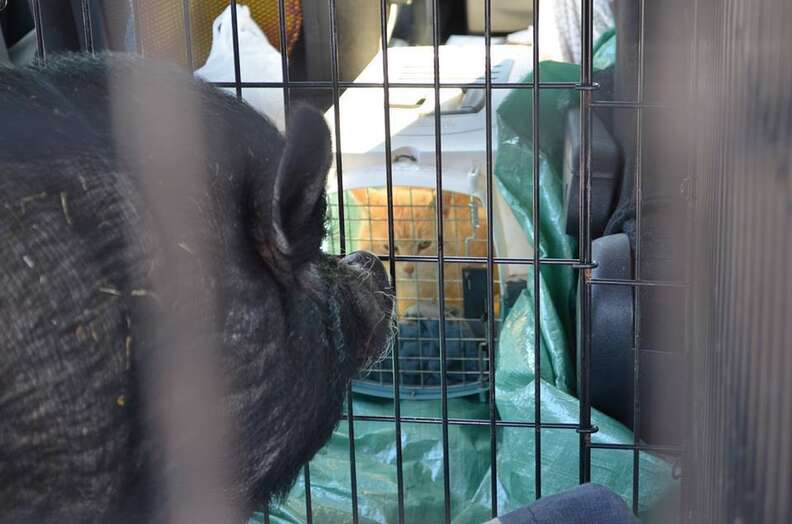 Pig looks at cat friend from crate