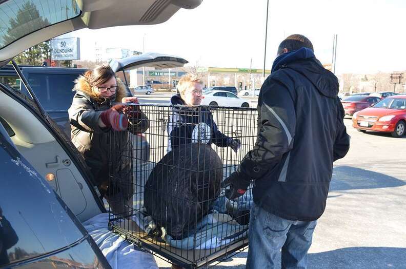 Pig being transported to new home