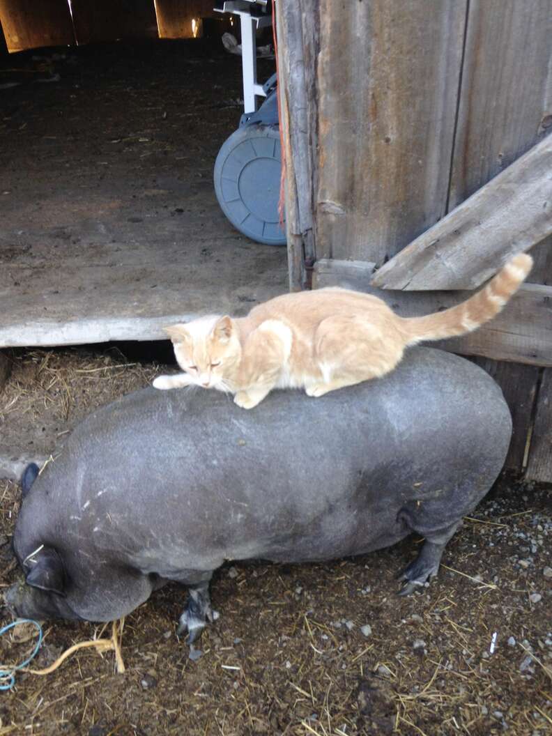 Cat riding on pig friend's back