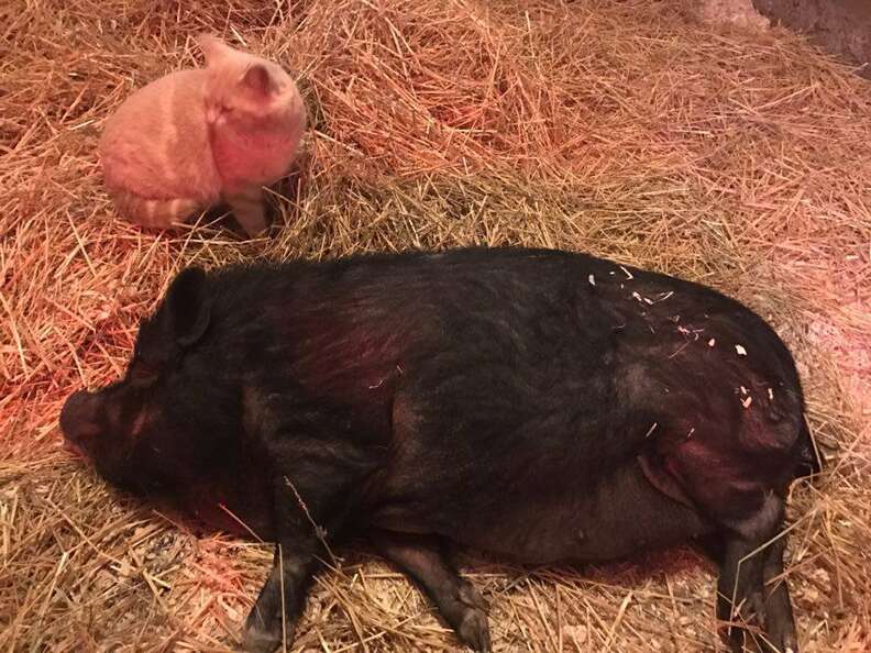 Cat and pig friends napping in barn