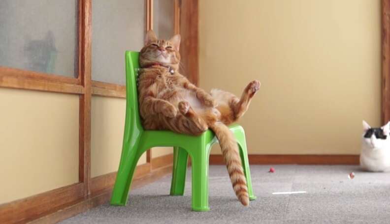 Here s The Most Important Video Of A Cat Sitting In A Chair You ll See All Day The Dodo