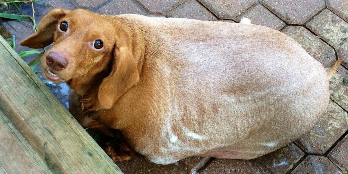 Obese dachshund hot sale