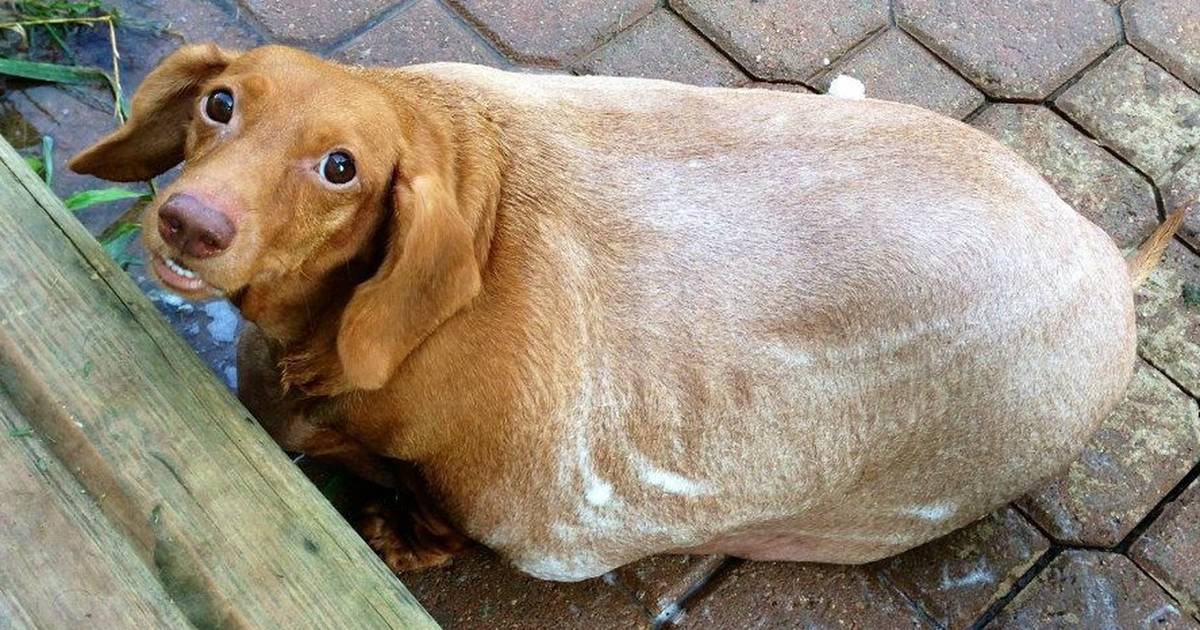 Obese Dachshund Now One-Fourth His Original Size - The Dodo