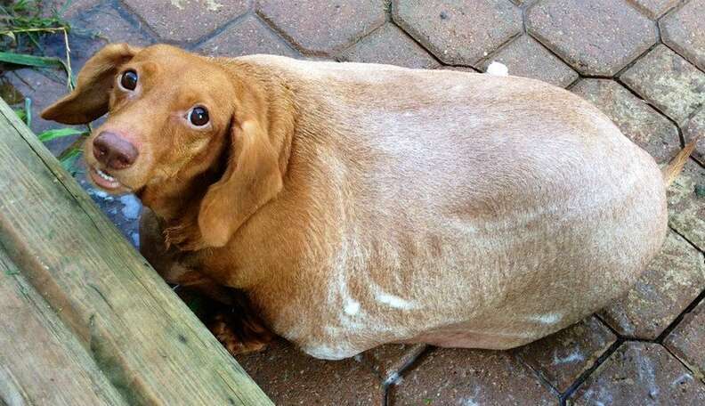 Dachshund size best sale