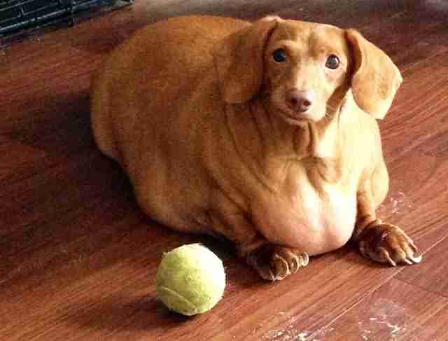 Obese Dachshund Now One-Fourth His Original Size - The Dodo