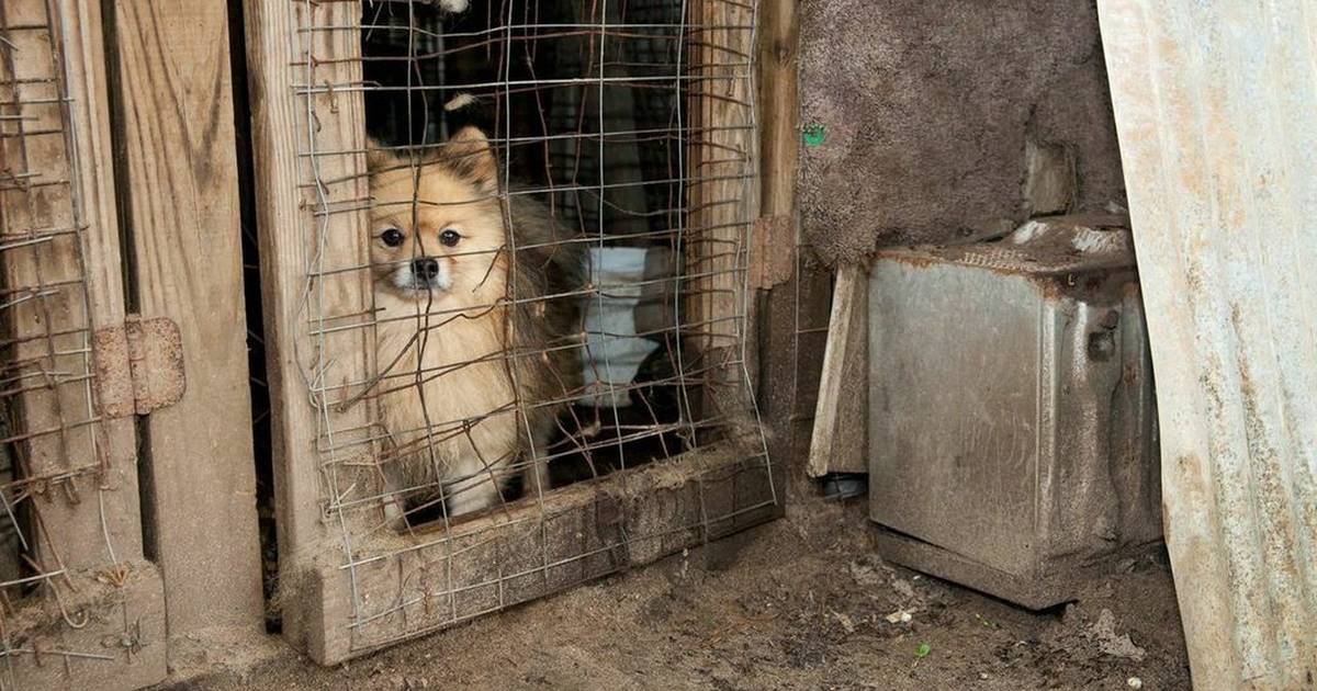 why are puppy mills still around