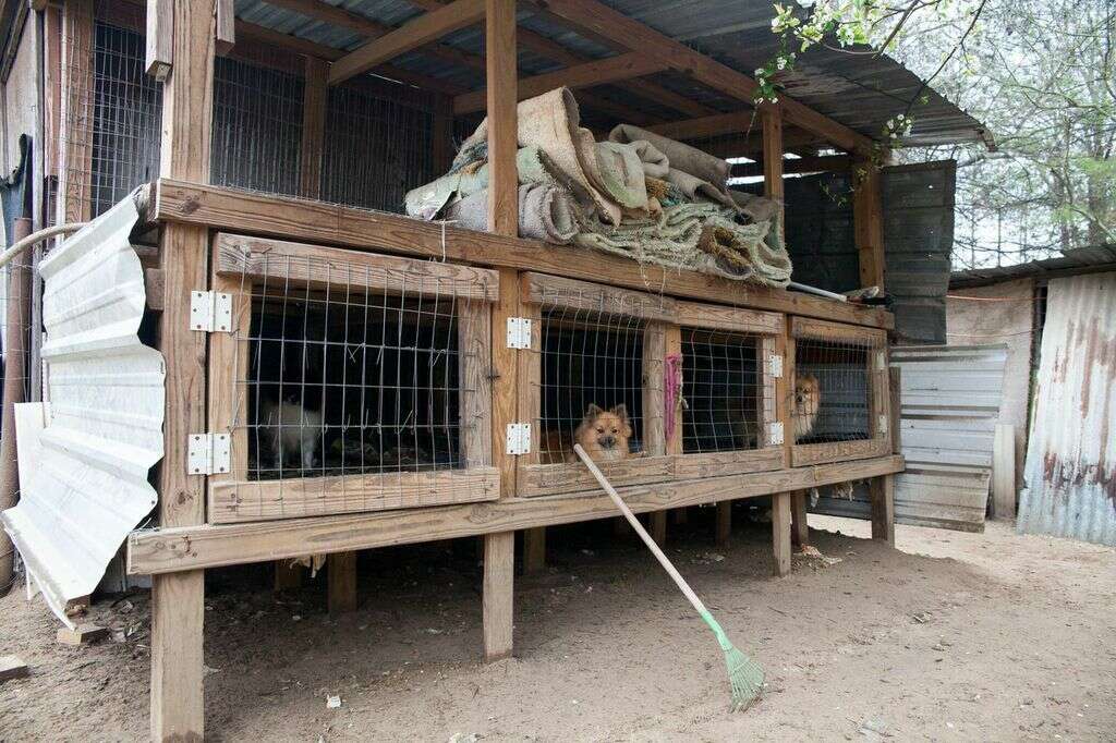 Distressing Photos Show What A Puppy Mill Really Looks Like - The Dodo