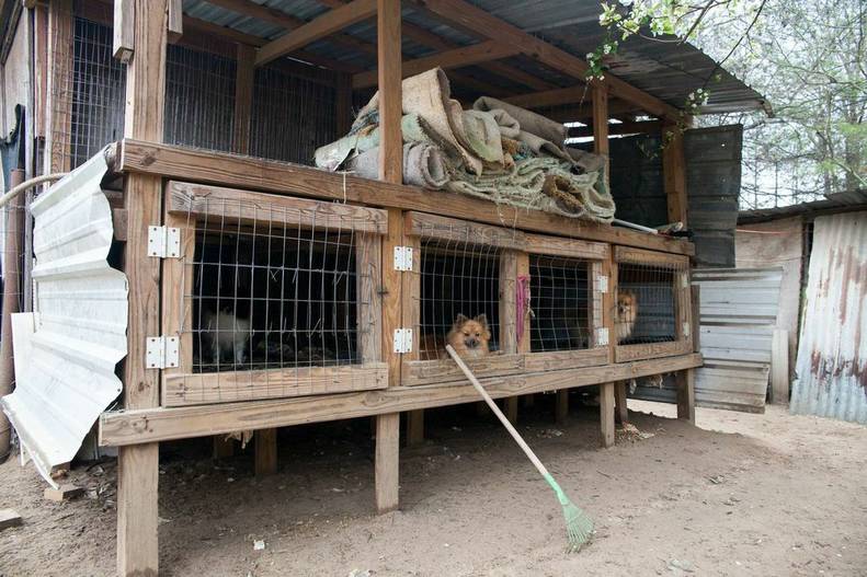 Distressing Photos Show What A Puppy Mill Really Looks Like The Dodo