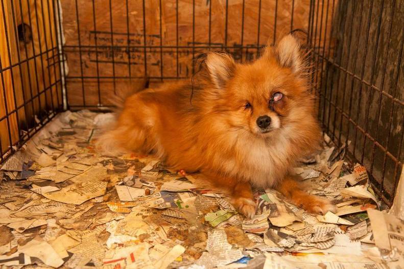 Distressing Photos Show What A Puppy Mill Really Looks Like The Dodo