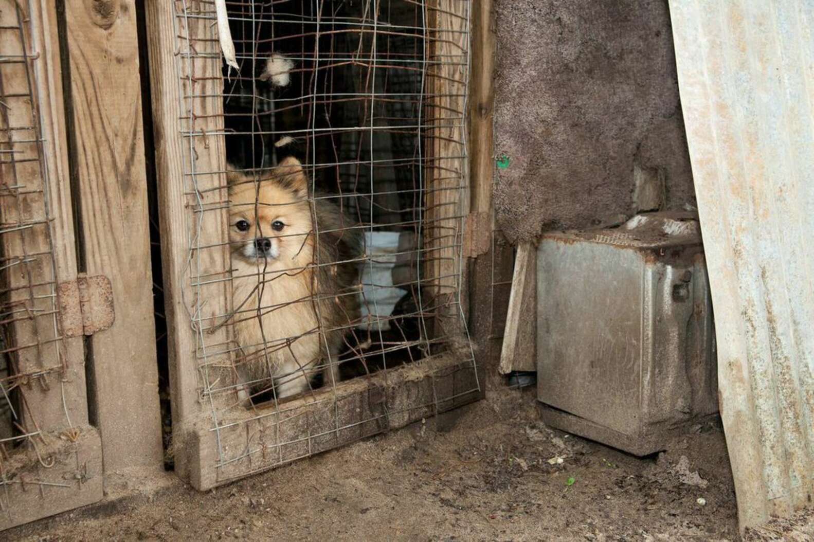 Distressing Photos Show What A Puppy Mill Really Looks Like The Dodo