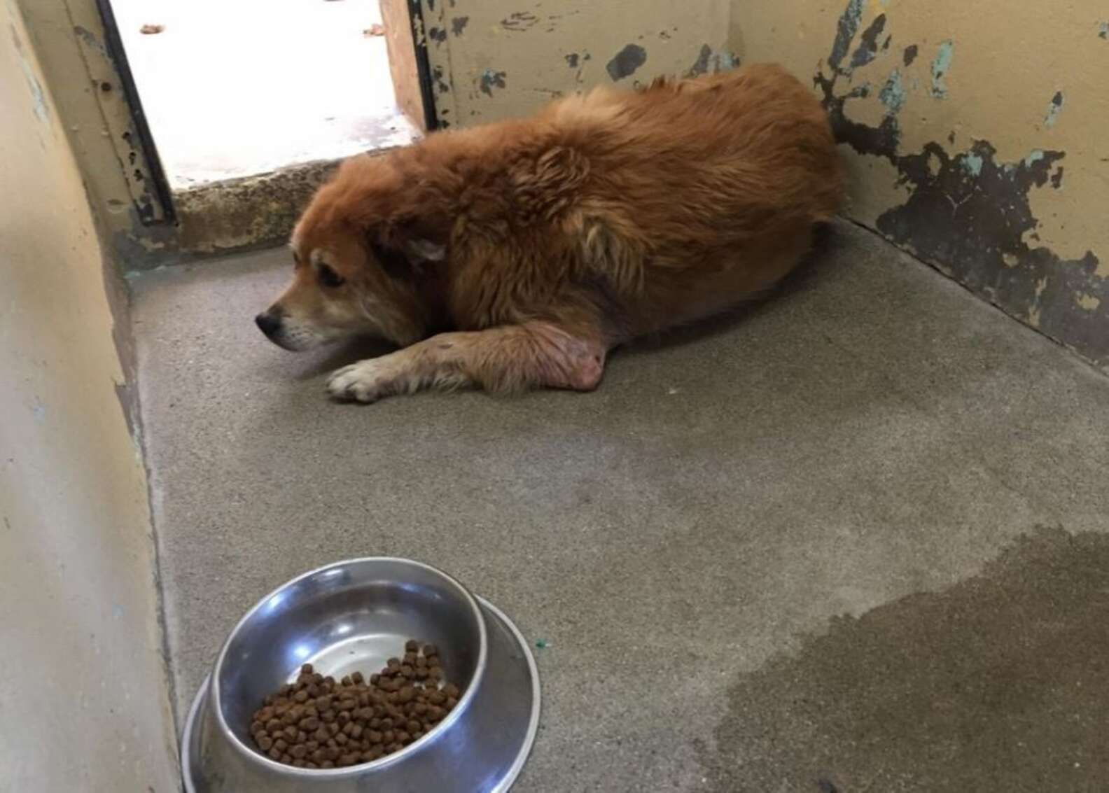 Dog Dumped At Shelter Because Of His Skin Finds Someone To Love Him