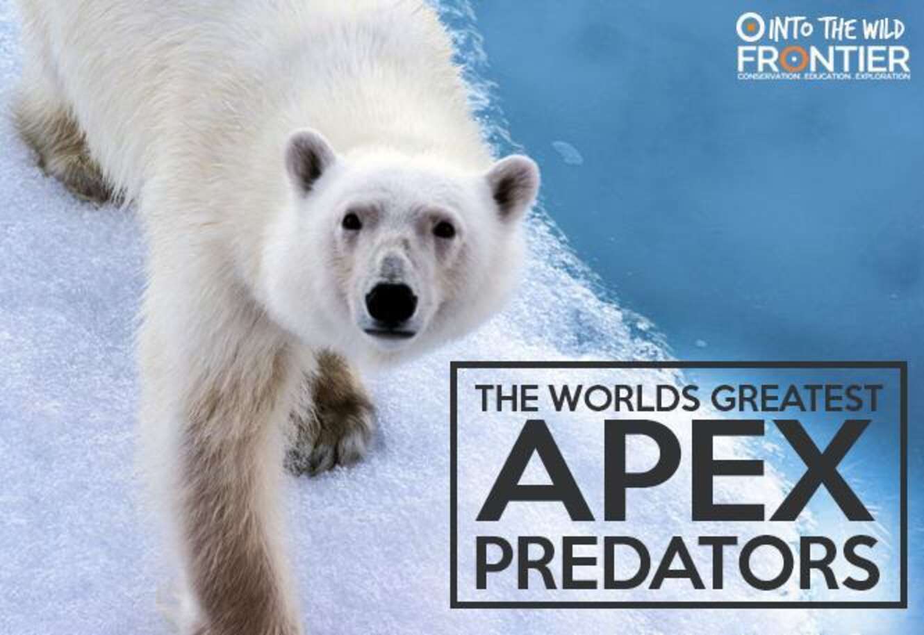 The World's Greatest Apex Predators - The Dodo
