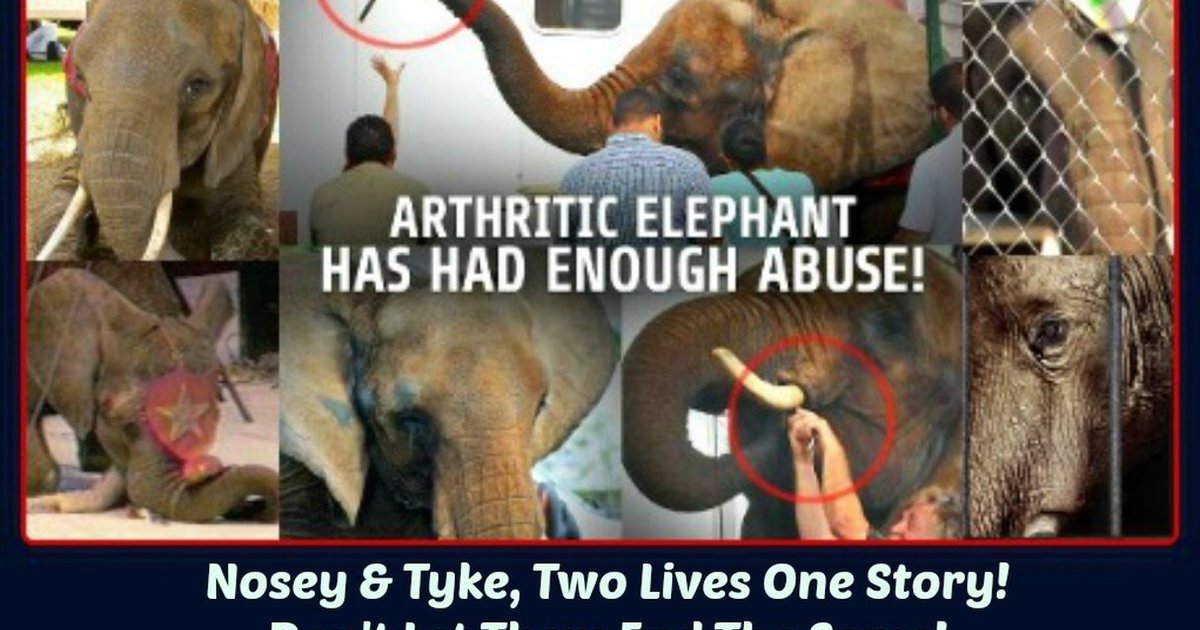 tyke the elephant death video