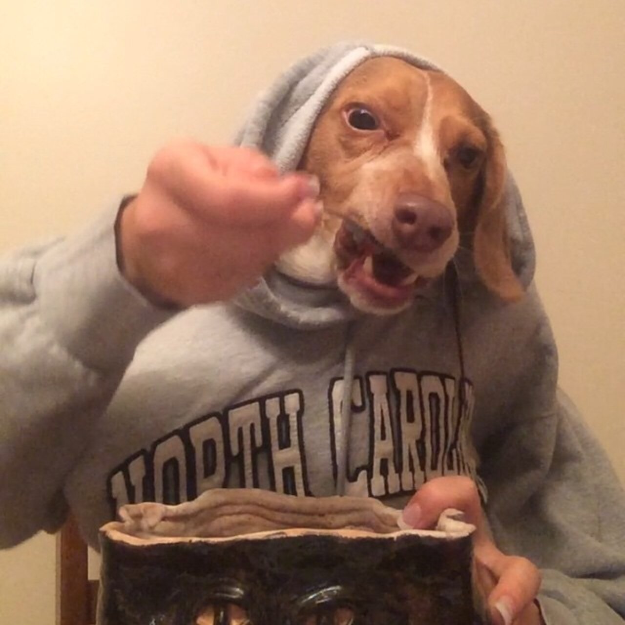 11 Dogs Eating With Human Hands. Yup. The Dodo