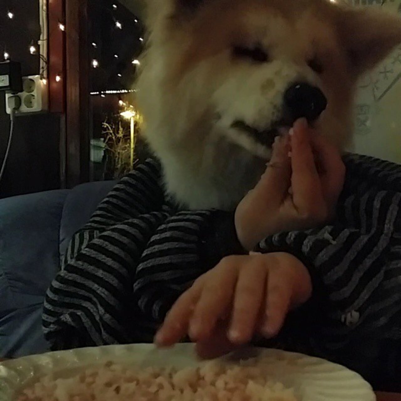 11 Dogs Eating With Human Hands. Yup. The Dodo