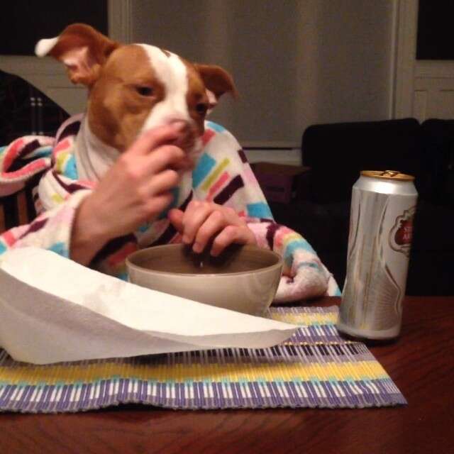 11 Dogs Eating With Human Hands. Yup. - The Dodo