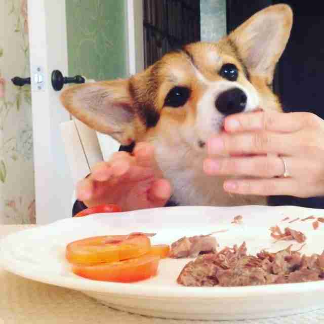 Resultado de imagen para corgi dog, eat in my hands
