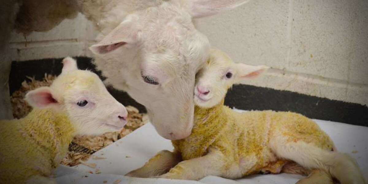 Baby Lamb Takes First Wobbly Steps With Rescued Mom's Help The Dodo