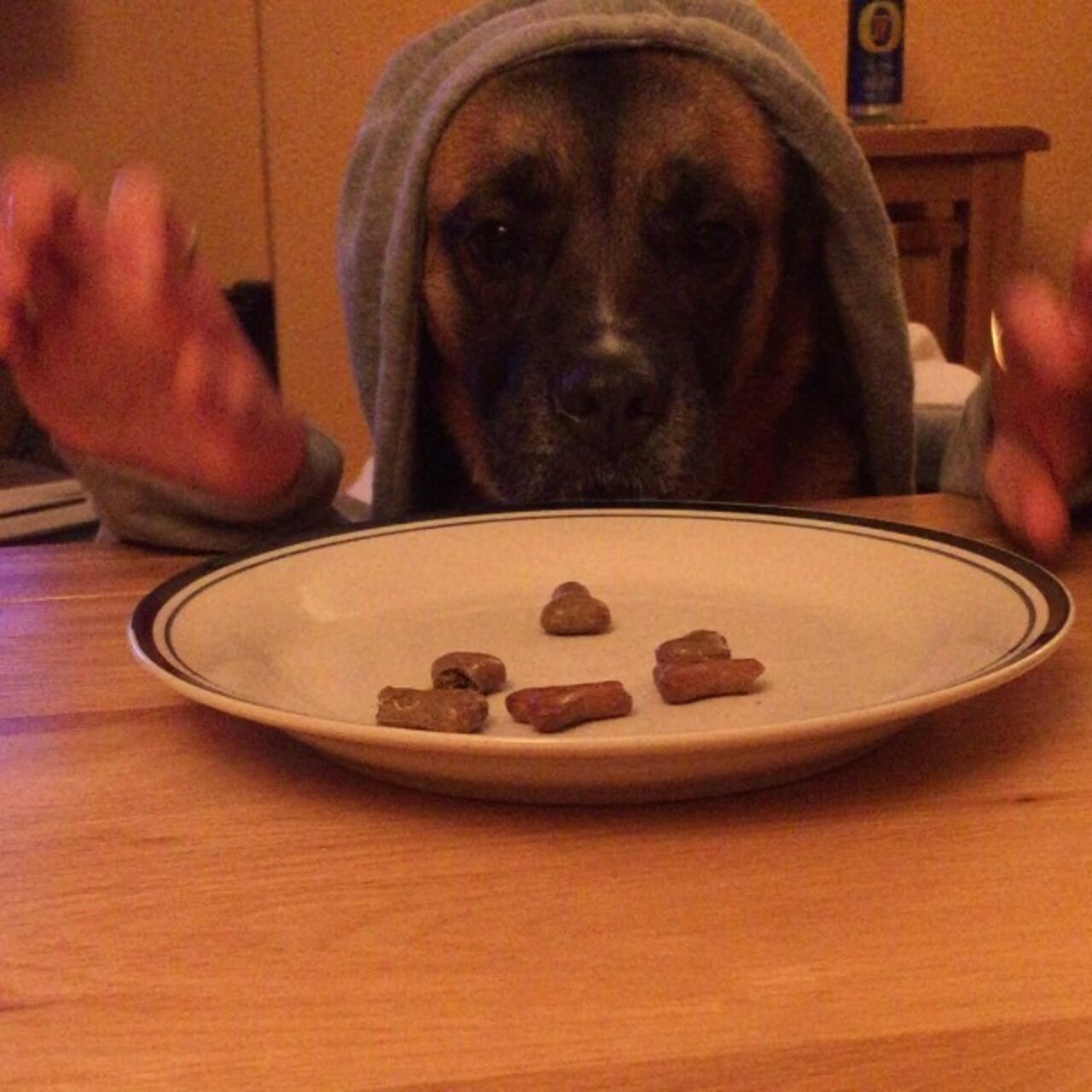 11 Dogs Eating With Human Hands. Yup. The Dodo