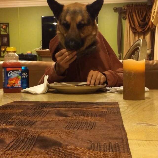 11 Dogs Eating With Human Hands. Yup. - The Dodo