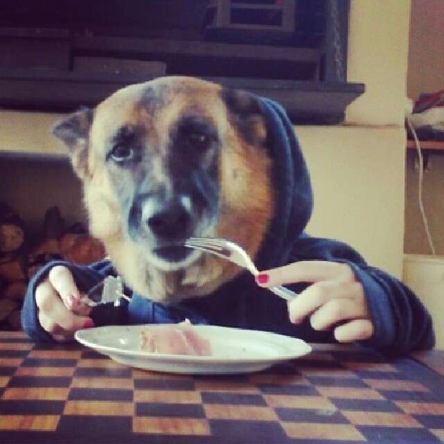 11 Dogs Eating With Human Hands. Yup. The Dodo