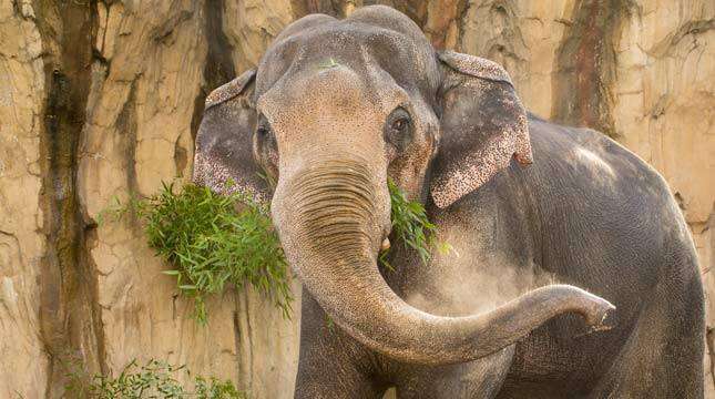 Packy the elephant at Oregon Zoo