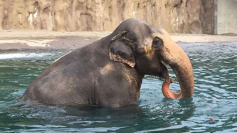 Packy the elephant at Oregon Zoo