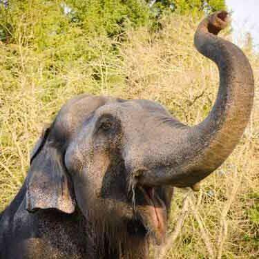 Packy the elephant at Oregon Zoo