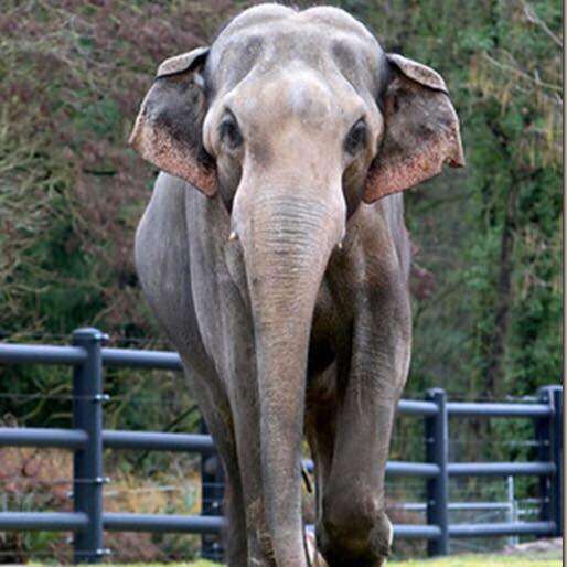 Packy the elephant at Oregon Zoo