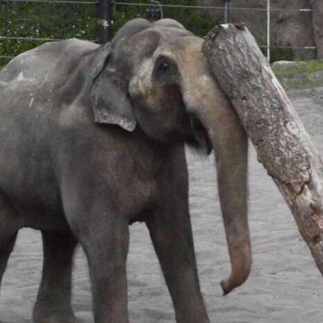 Packy the elephant at Oregon Zoo
