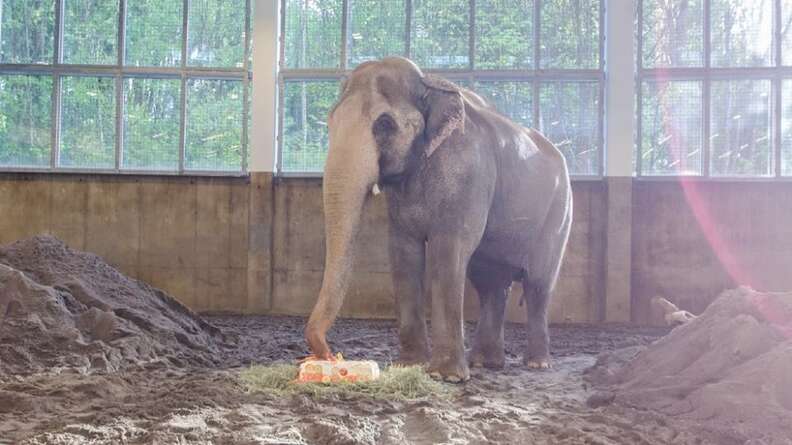 Packy the elephant at Oregon Zoo