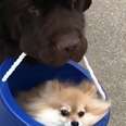 Huge Dog Carries His Tiny Friend In A Bucket