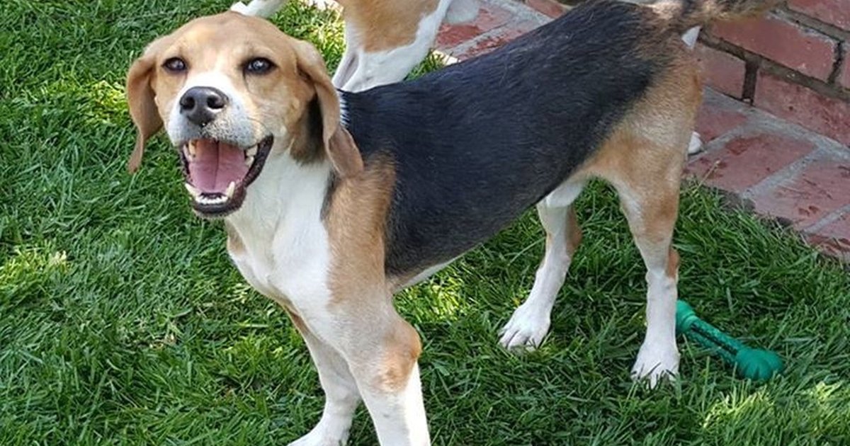 Rescued Lab Animals Seeing Sun For The First Time Will Make Your Day ...