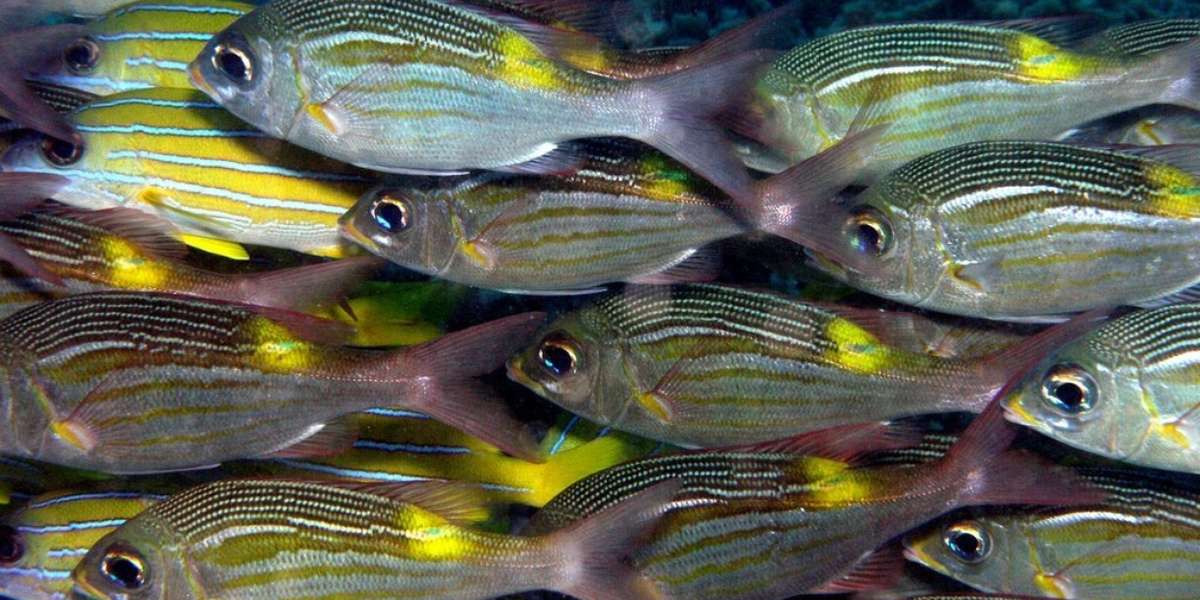 It Rained Fish In Sri Lanka This Week - The Dodo