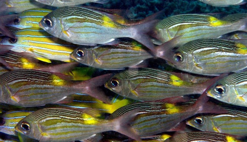 It Rained Fish In Sri Lanka This Week - The Dodo