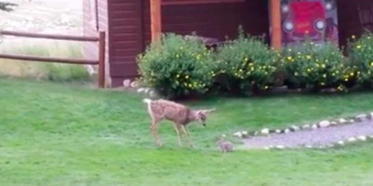 Curious Baby Deer Meets His First Rabbit, Invents Cutest Game The Dodo