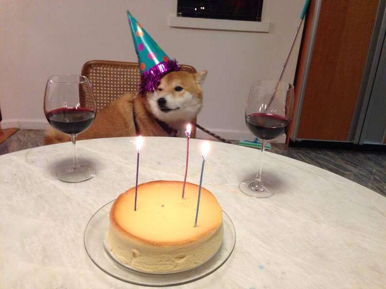 32 Pets Who Are Having The Best Birthday Ever ... Or Not - The Dodo