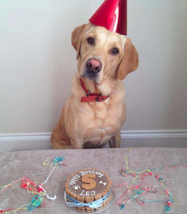 32 Pets Who Are Having The Best Birthday Ever ... Or Not - The Dodo