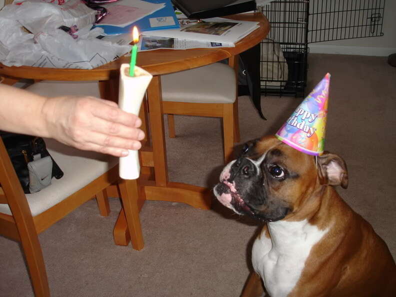 32 Pets Who Are Having The Best Birthday Ever ... Or Not - The Dodo