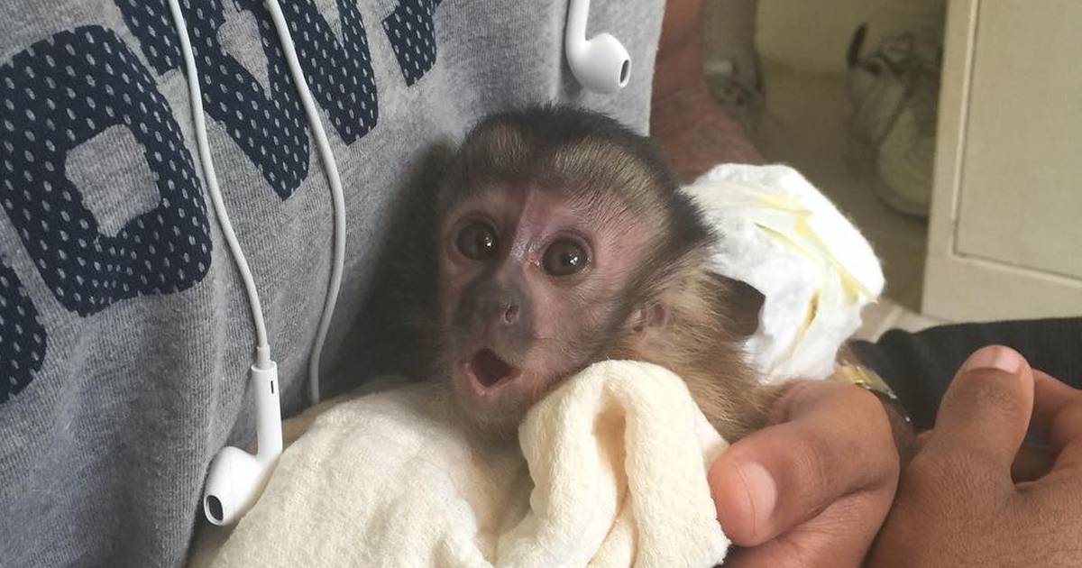 Baby monkey outlet pet