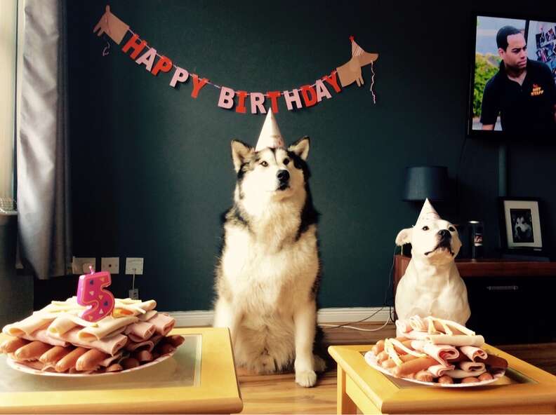 32 Pets Who Are Having The Best Birthday Ever ... Or Not - The Dodo