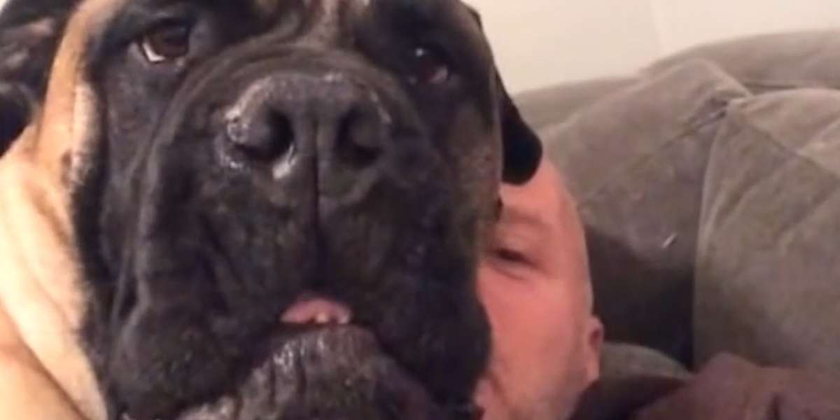 Dog Can't Stand His Dad Singing Christmas Song - The Dodo