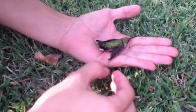 Family Rescues Little Hummingbird From Wad Of Chewing Gum - The Dodo