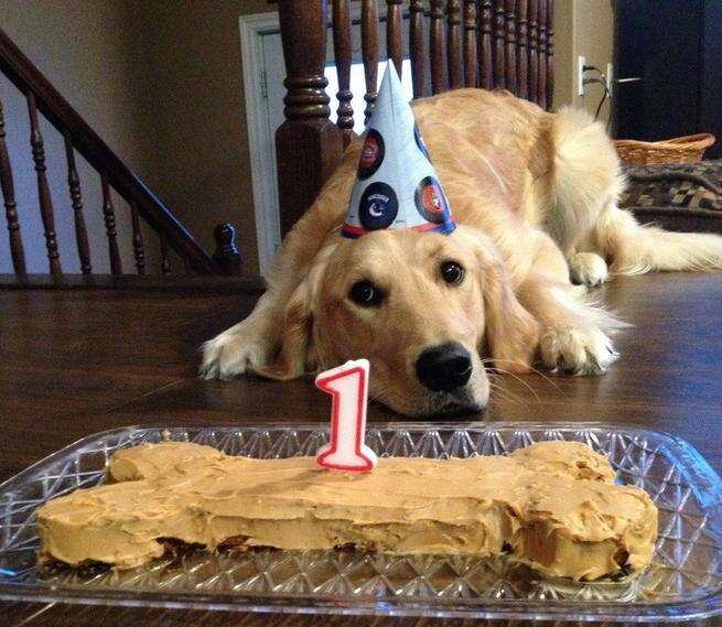 32 Pets Who Are Having The Best Birthday Ever ... Or Not - The Dodo