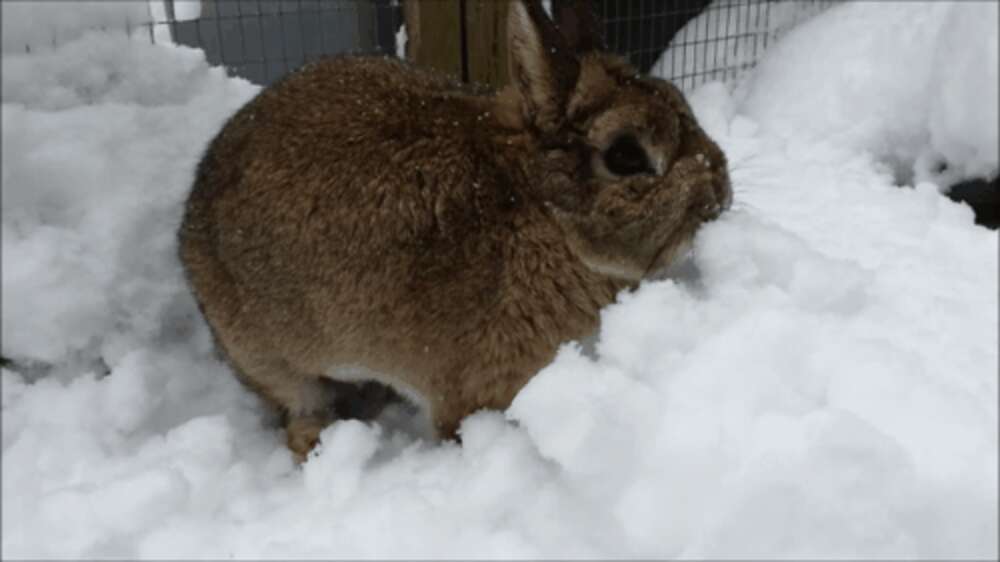 Let These 9 Snow Bunnies Explain Why Snow Days Are The Best Days - The Dodo