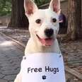 Dog REALLY Wants Someone To Stop And Hug Him
