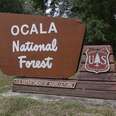 Monitoring the Florida Bear Hunt in Ocala National Forest