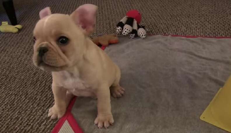 Little french best sale bulldog puppies